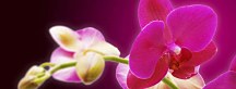 Obraz Orchidea zs18605